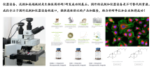 我们专注于国外试剂和仪器设备的进口，提供高性价比的产品和服务，助力科研单位和企业取得成功！